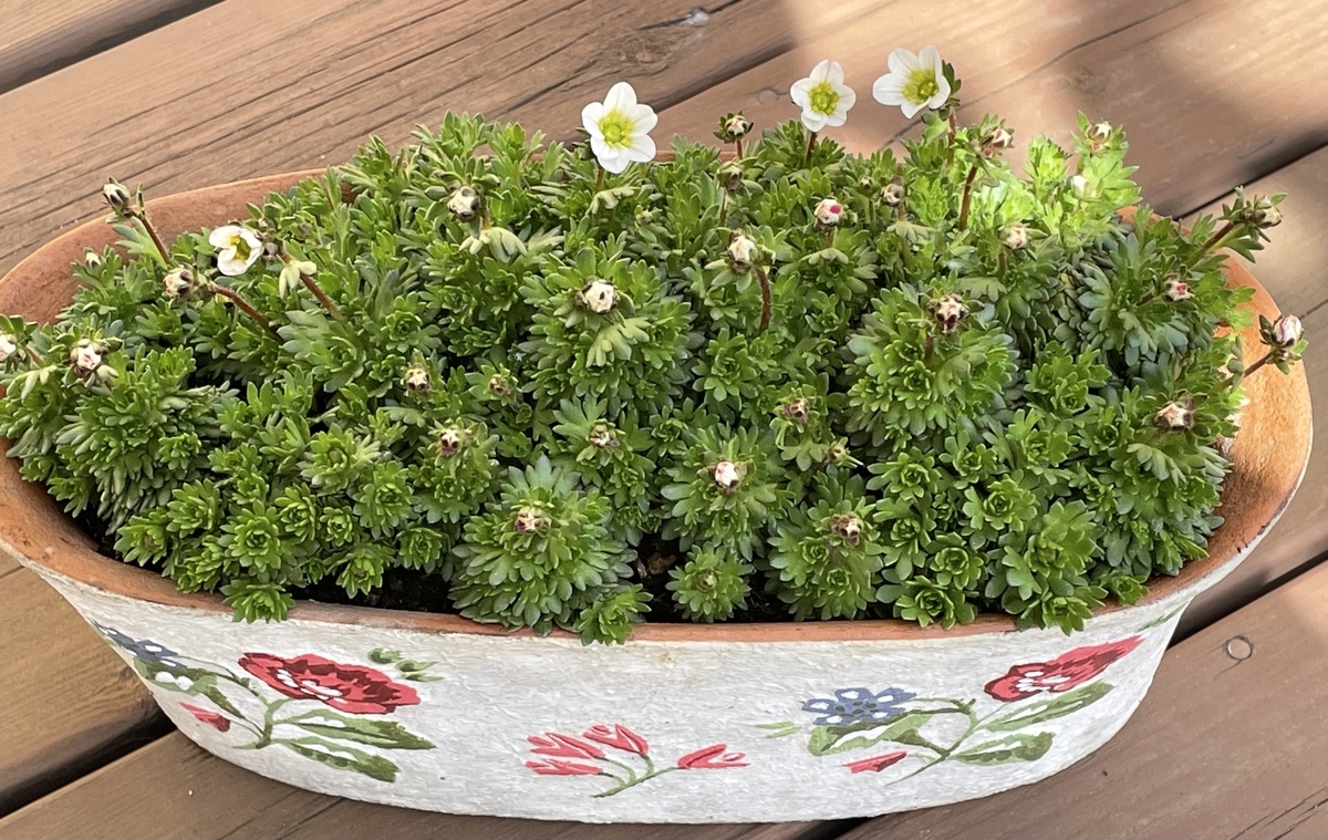 f:id:hatchtomakinoki:20220320193240j:plain