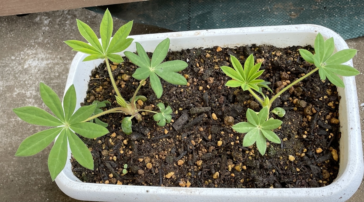 f:id:hatchtomakinoki:20220320193256j:plain