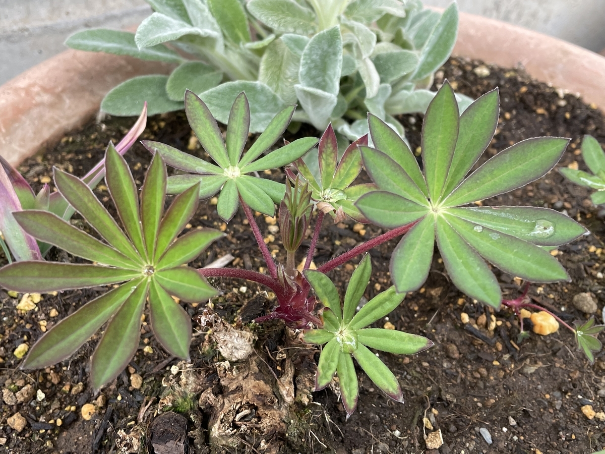 f:id:hatchtomakinoki:20220320193308j:plain