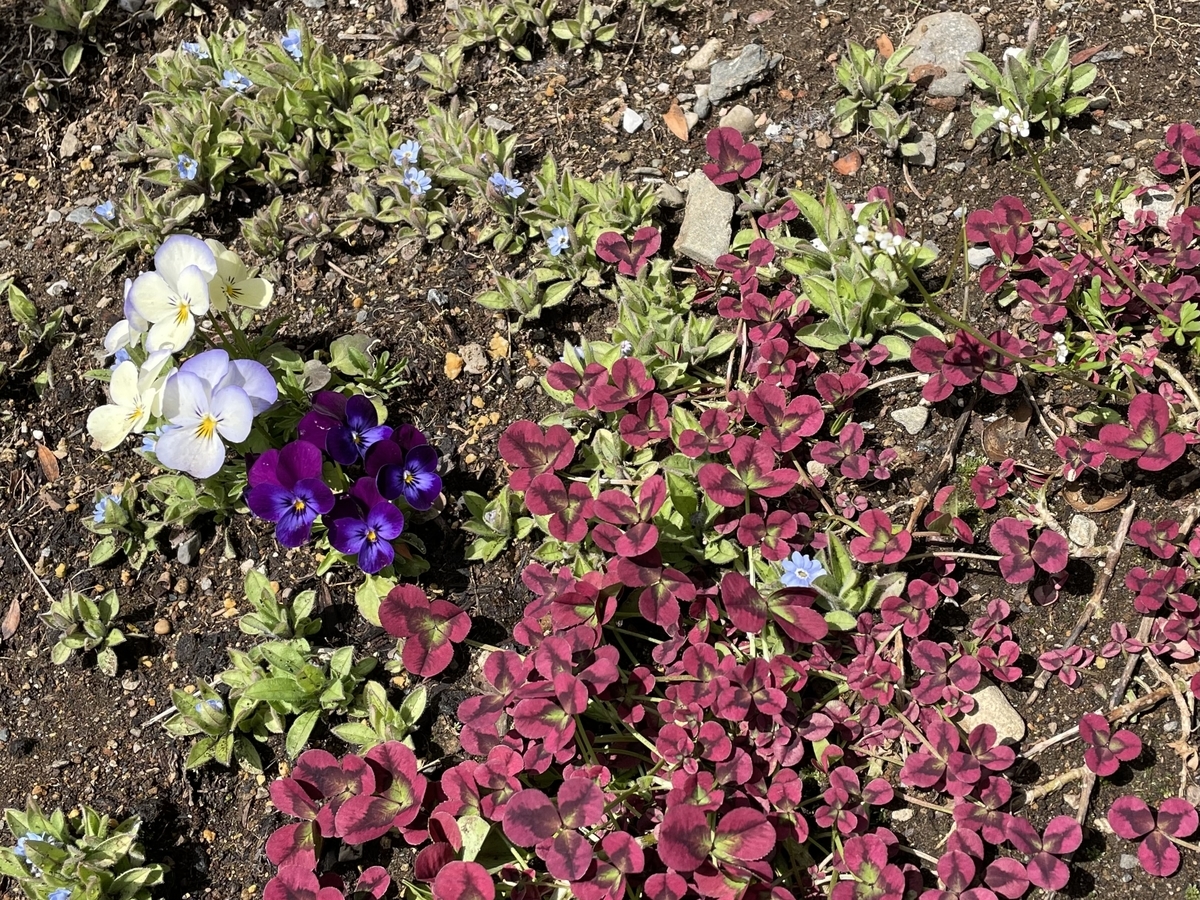 f:id:hatchtomakinoki:20220320193324j:plain