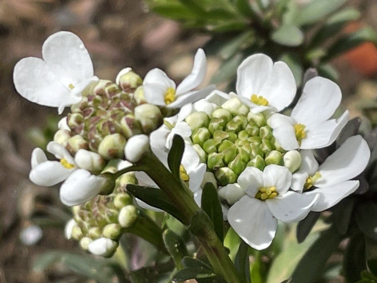 f:id:hatchtomakinoki:20220320193334j:plain