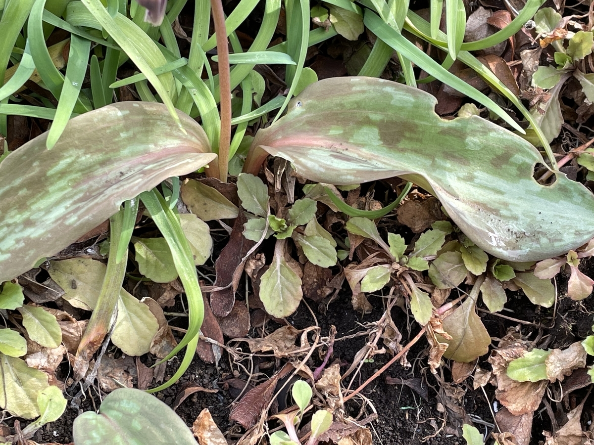 f:id:hatchtomakinoki:20220323202227j:plain