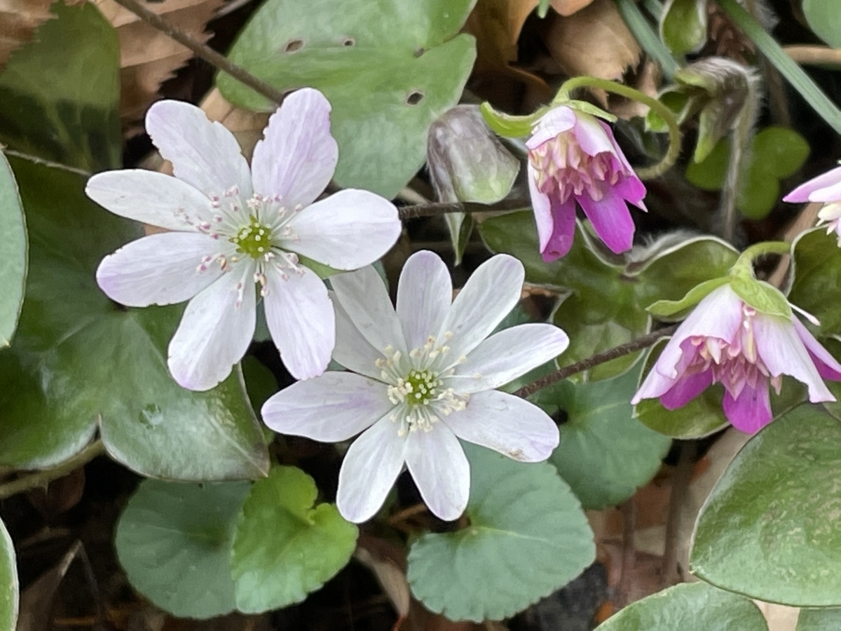 f:id:hatchtomakinoki:20220323202300j:plain