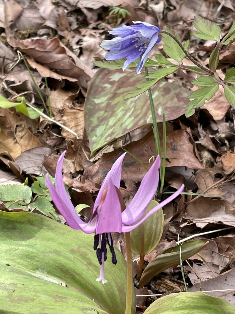 f:id:hatchtomakinoki:20220323202333j:plain