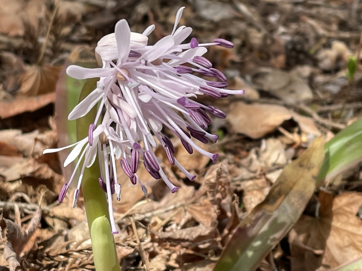 f:id:hatchtomakinoki:20220323202350j:plain