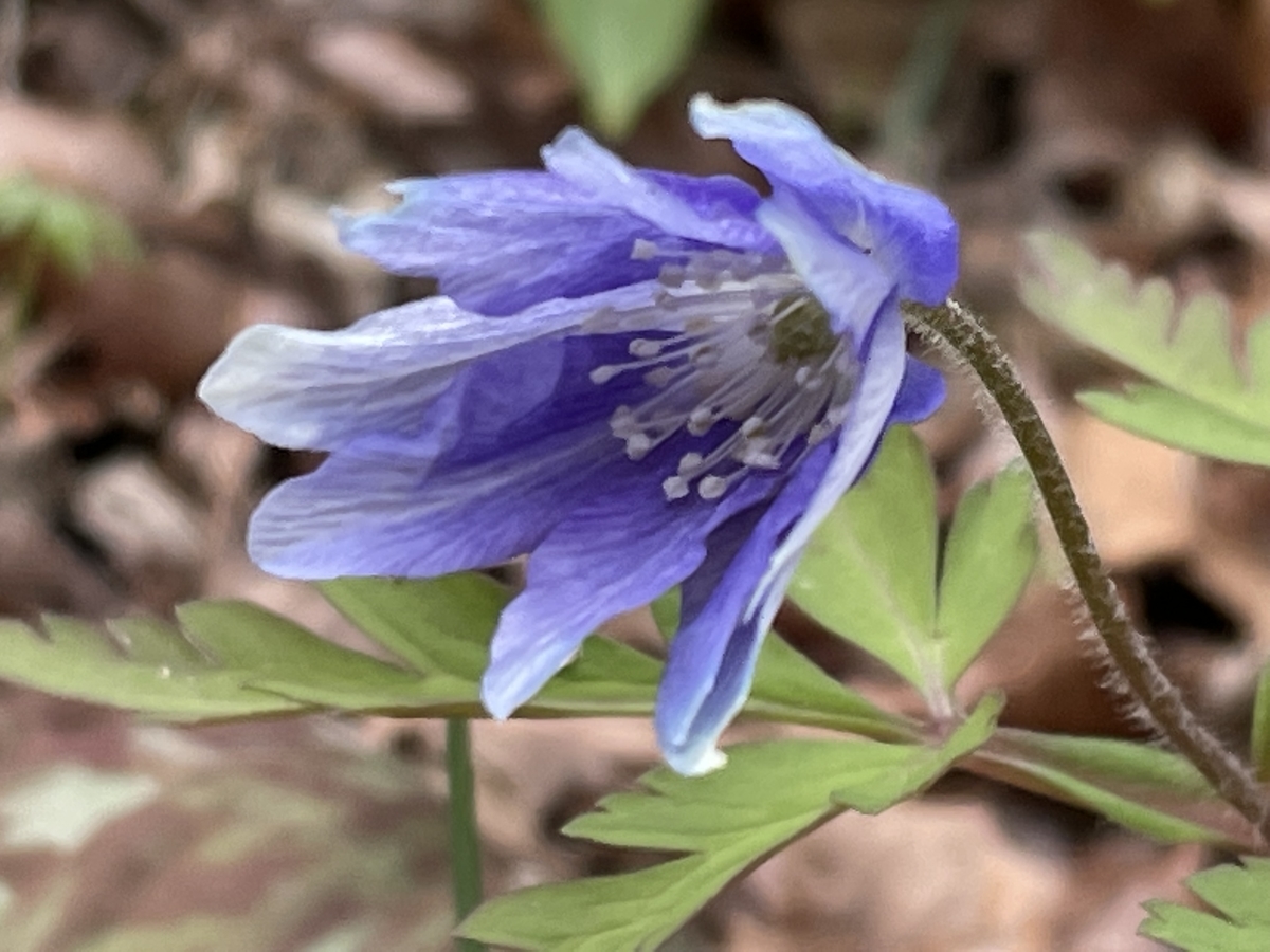 f:id:hatchtomakinoki:20220323202404j:plain