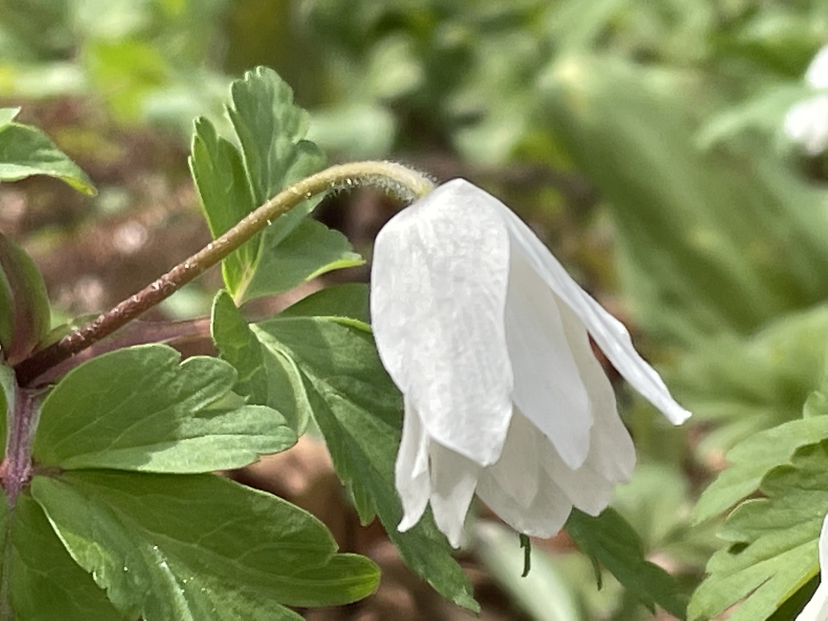 f:id:hatchtomakinoki:20220323202450j:plain