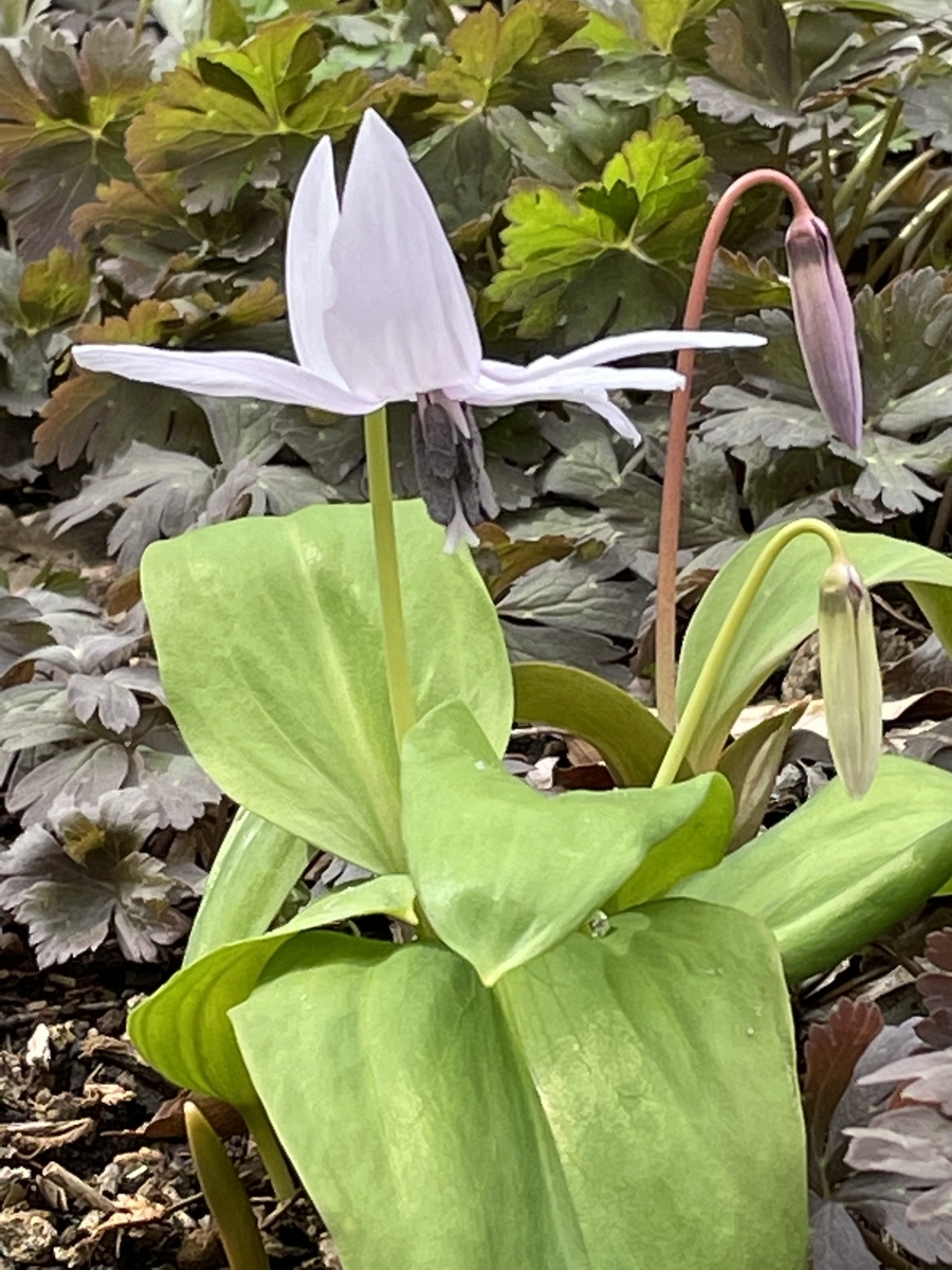 f:id:hatchtomakinoki:20220323202521j:plain