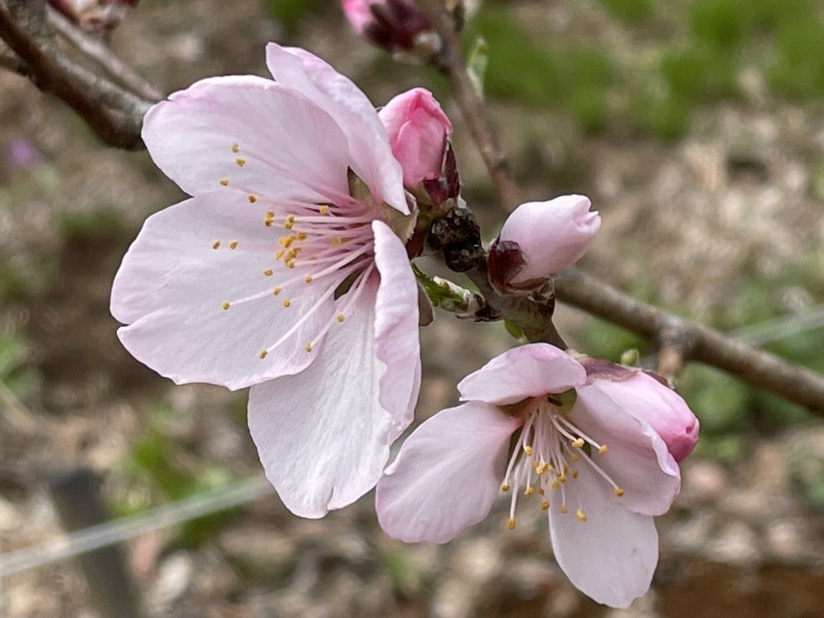 f:id:hatchtomakinoki:20220323202536j:plain