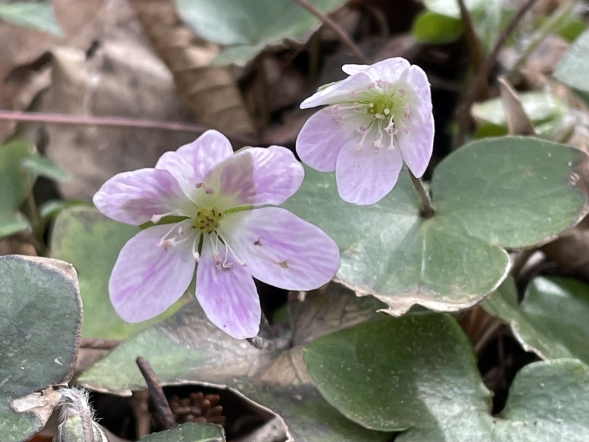 f:id:hatchtomakinoki:20220323202605j:plain