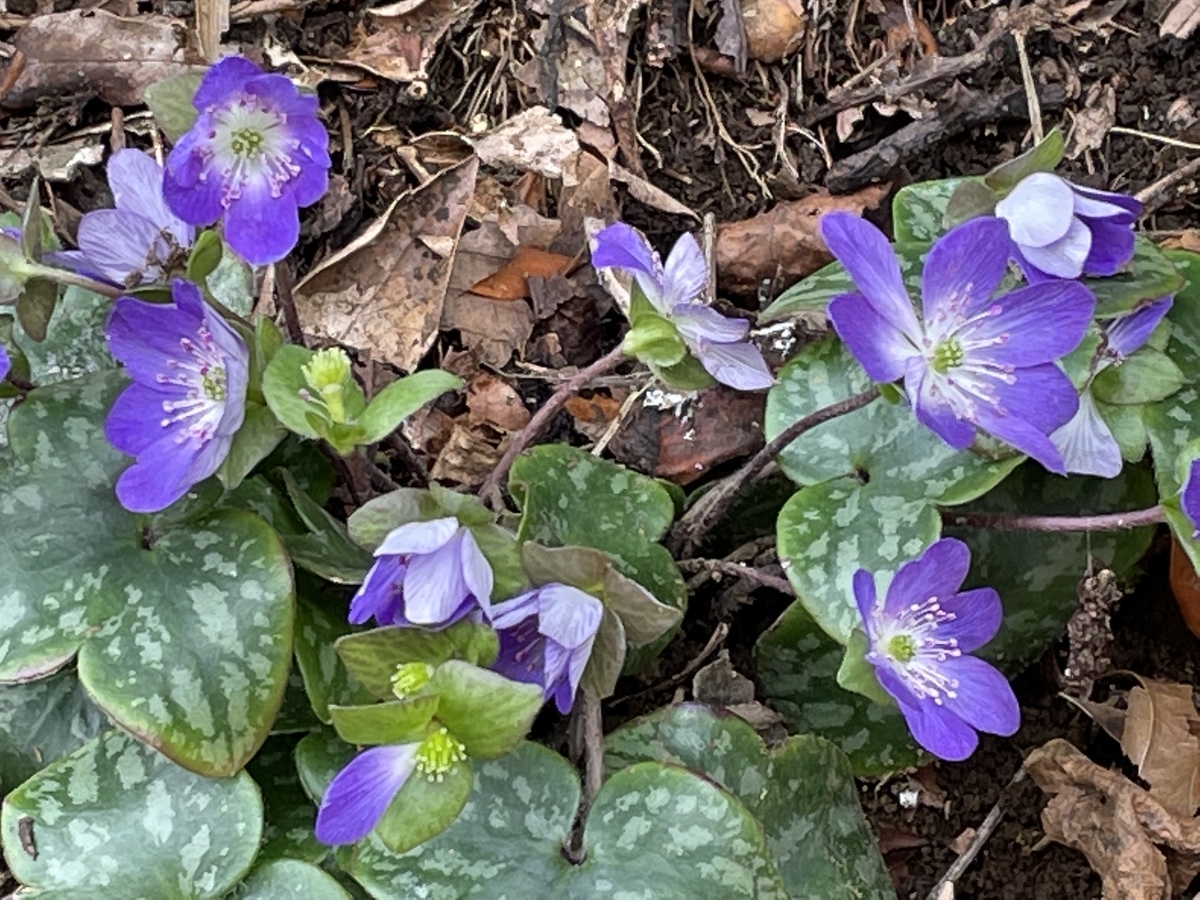 f:id:hatchtomakinoki:20220323202616j:plain