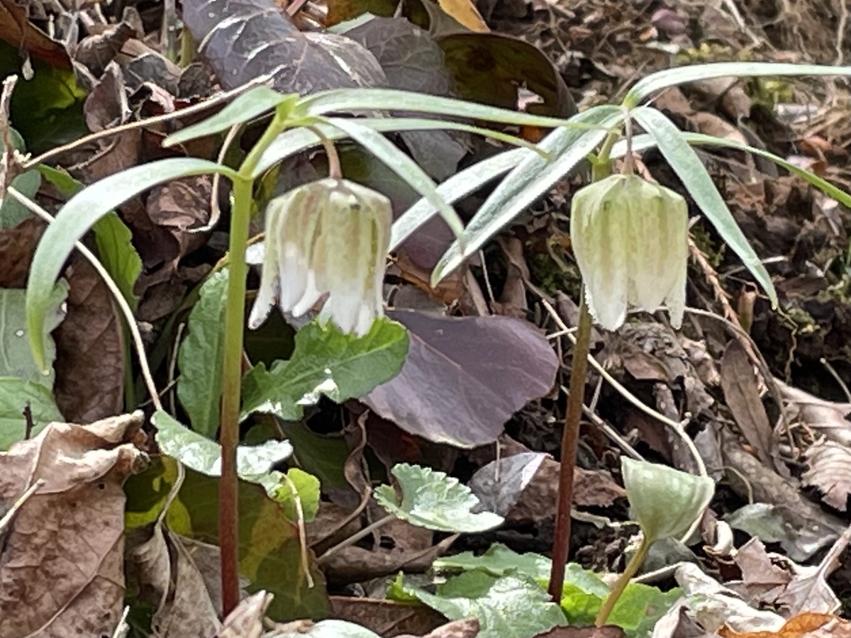 f:id:hatchtomakinoki:20220323202632j:plain