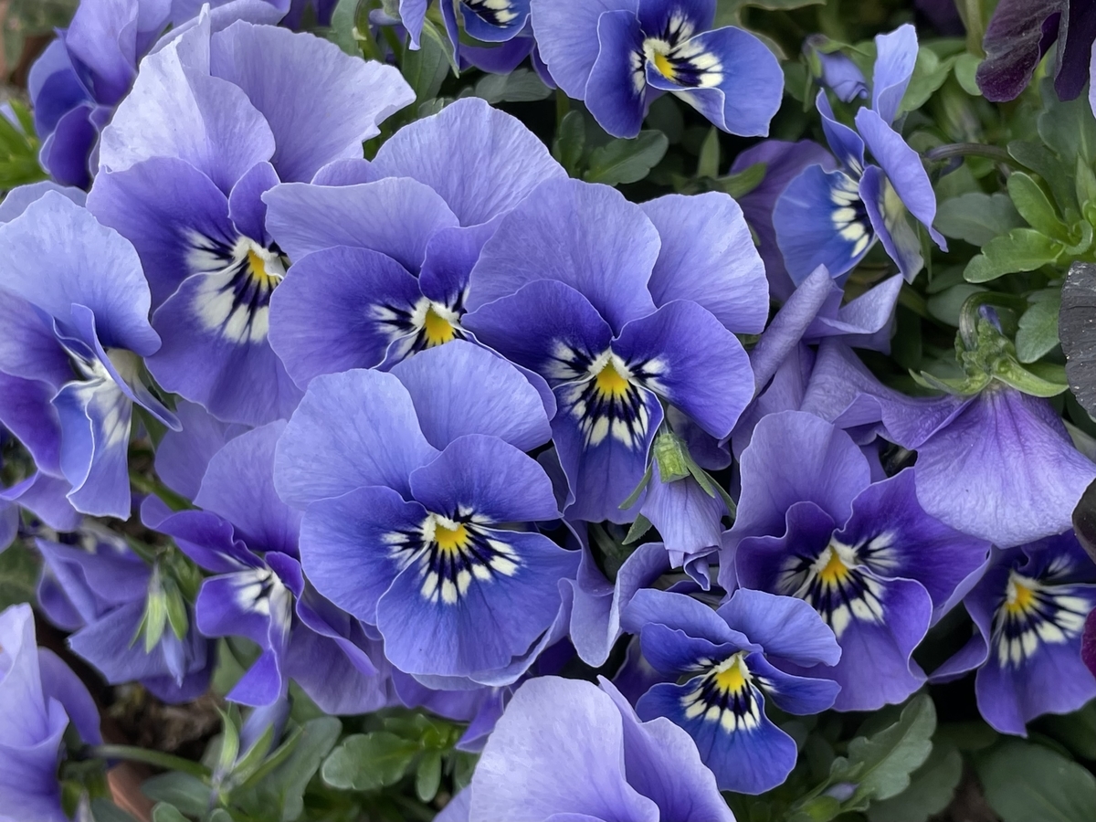 f:id:hatchtomakinoki:20220331193754j:plain