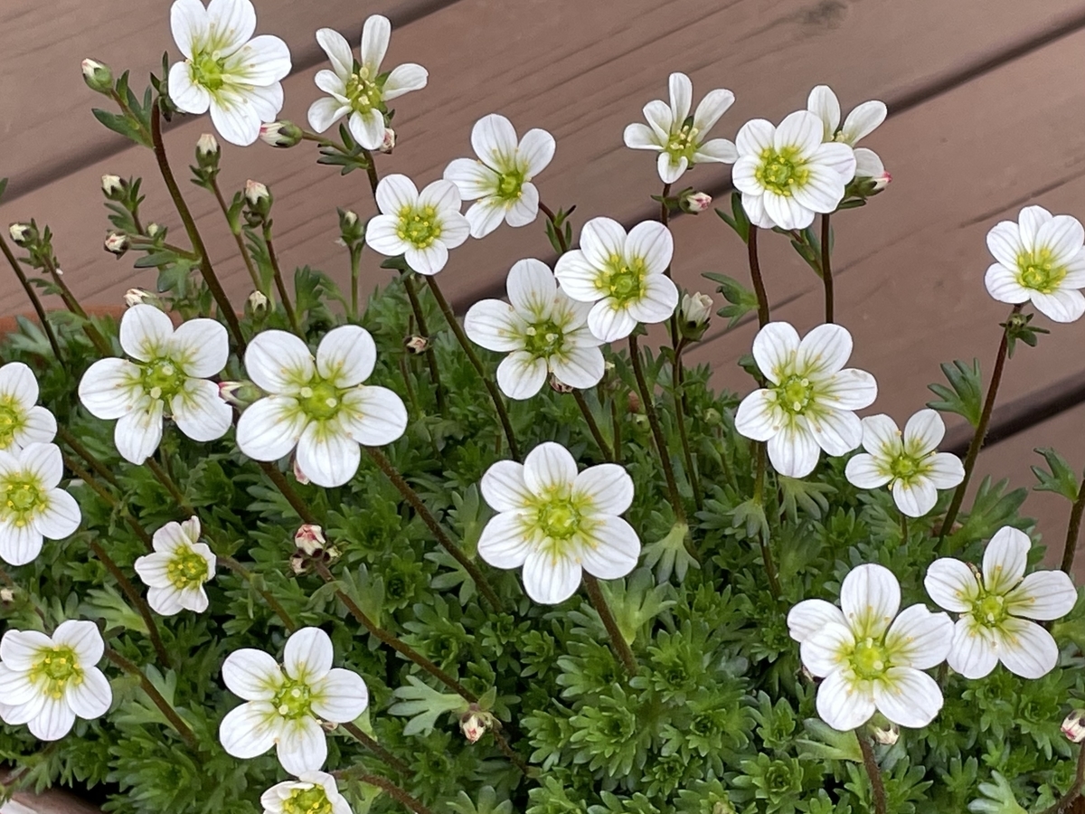 f:id:hatchtomakinoki:20220331193805j:plain