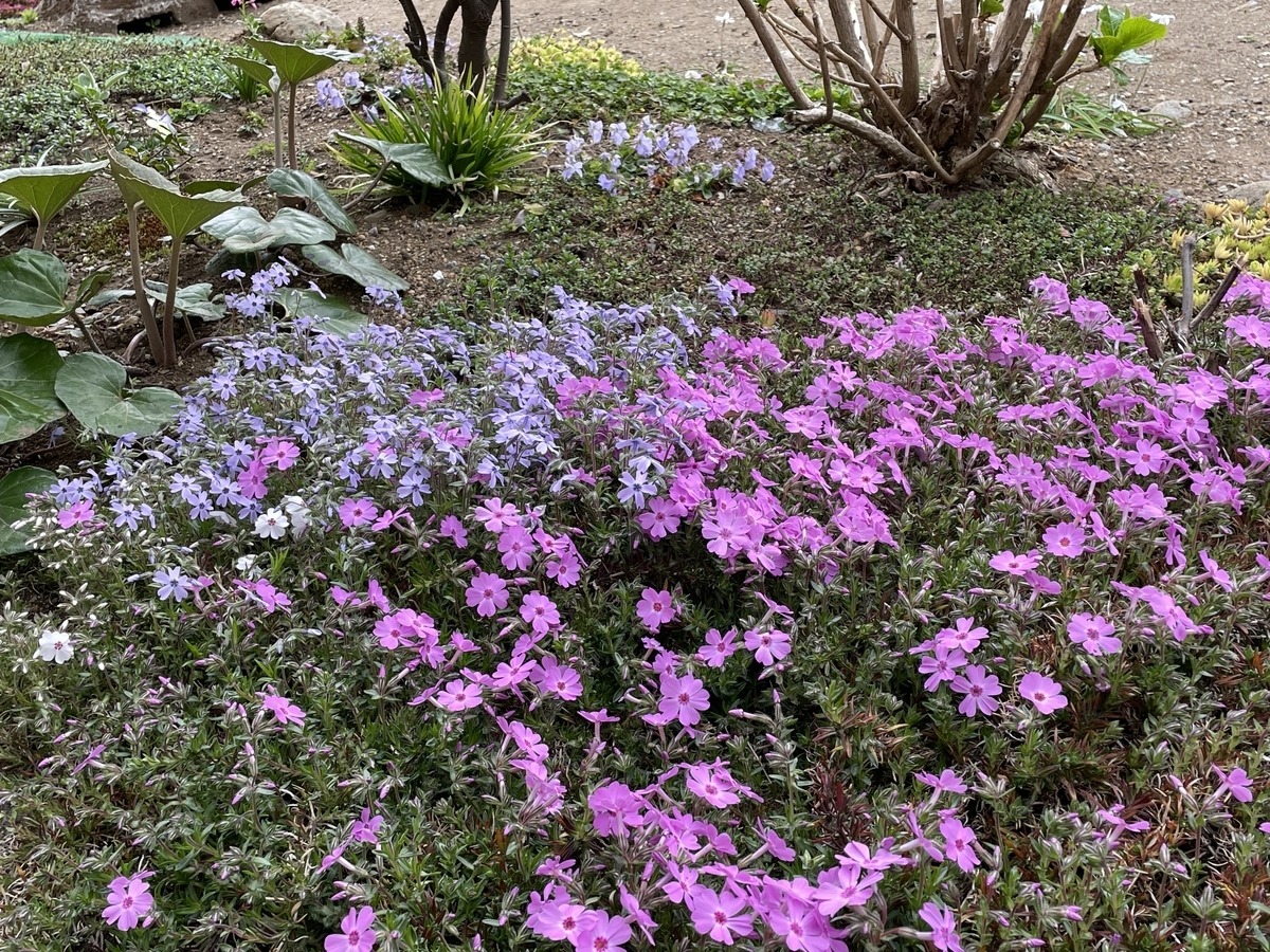 f:id:hatchtomakinoki:20220331193815j:plain