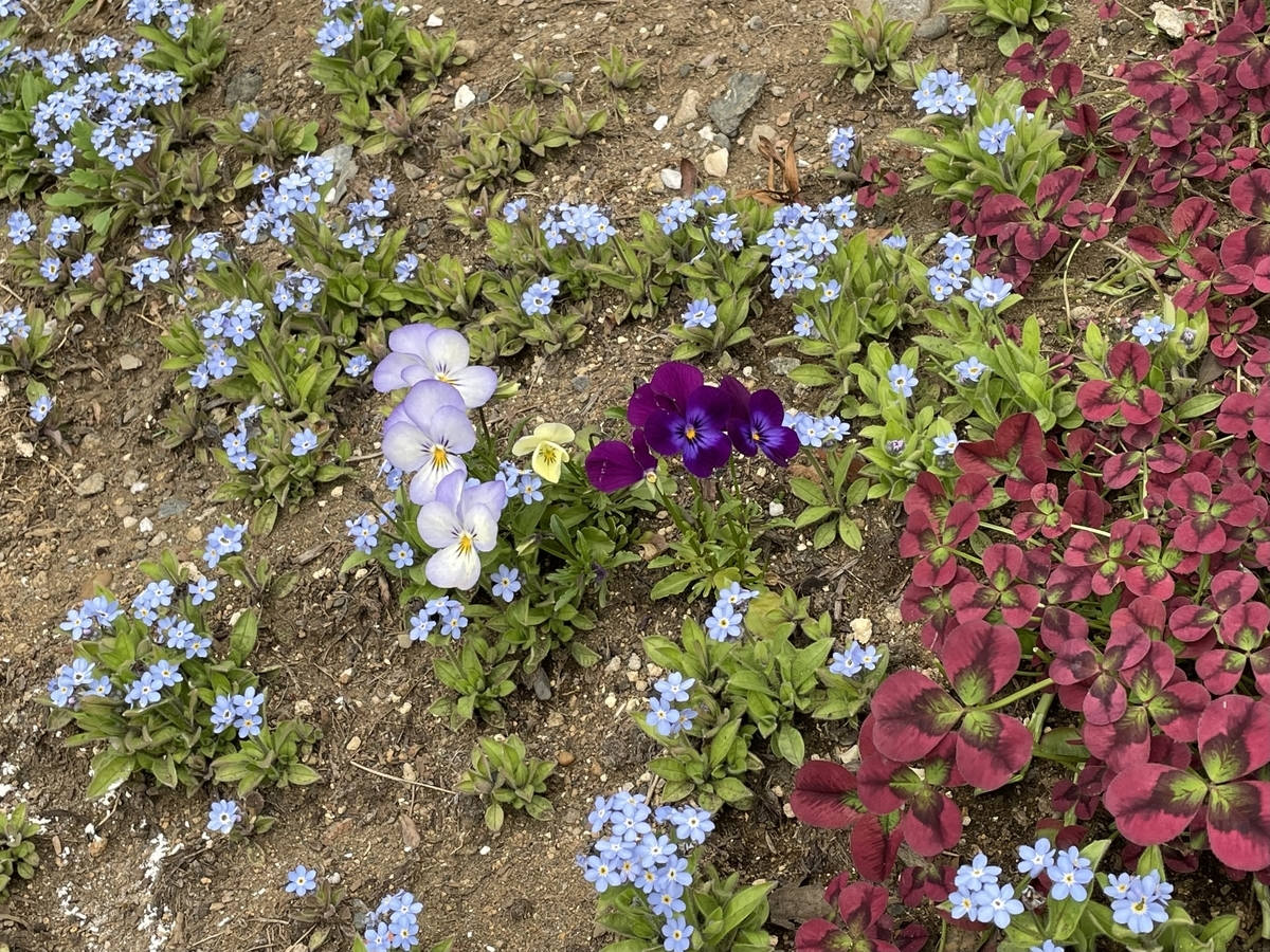 f:id:hatchtomakinoki:20220331193845j:plain