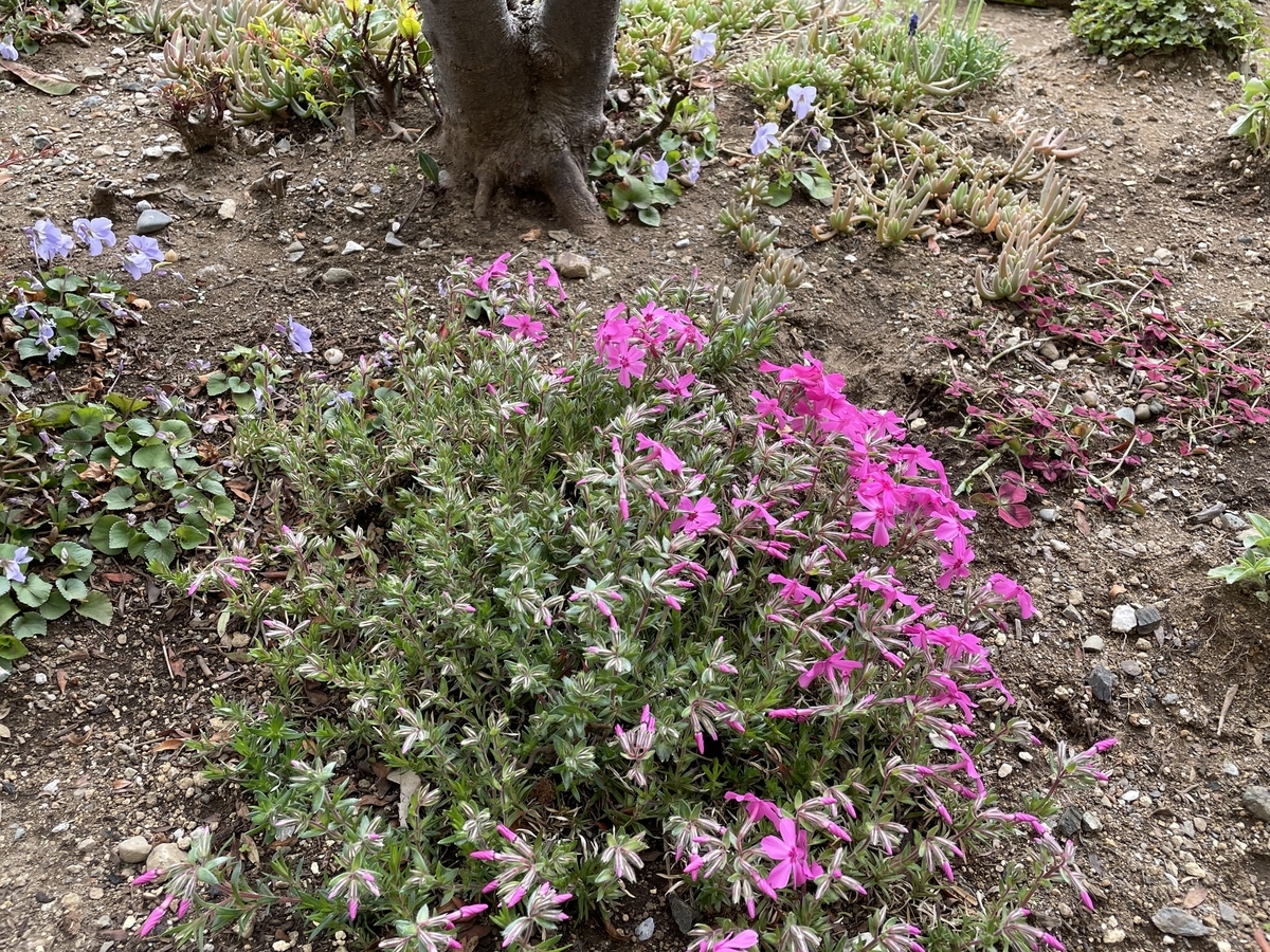 f:id:hatchtomakinoki:20220331193902j:plain