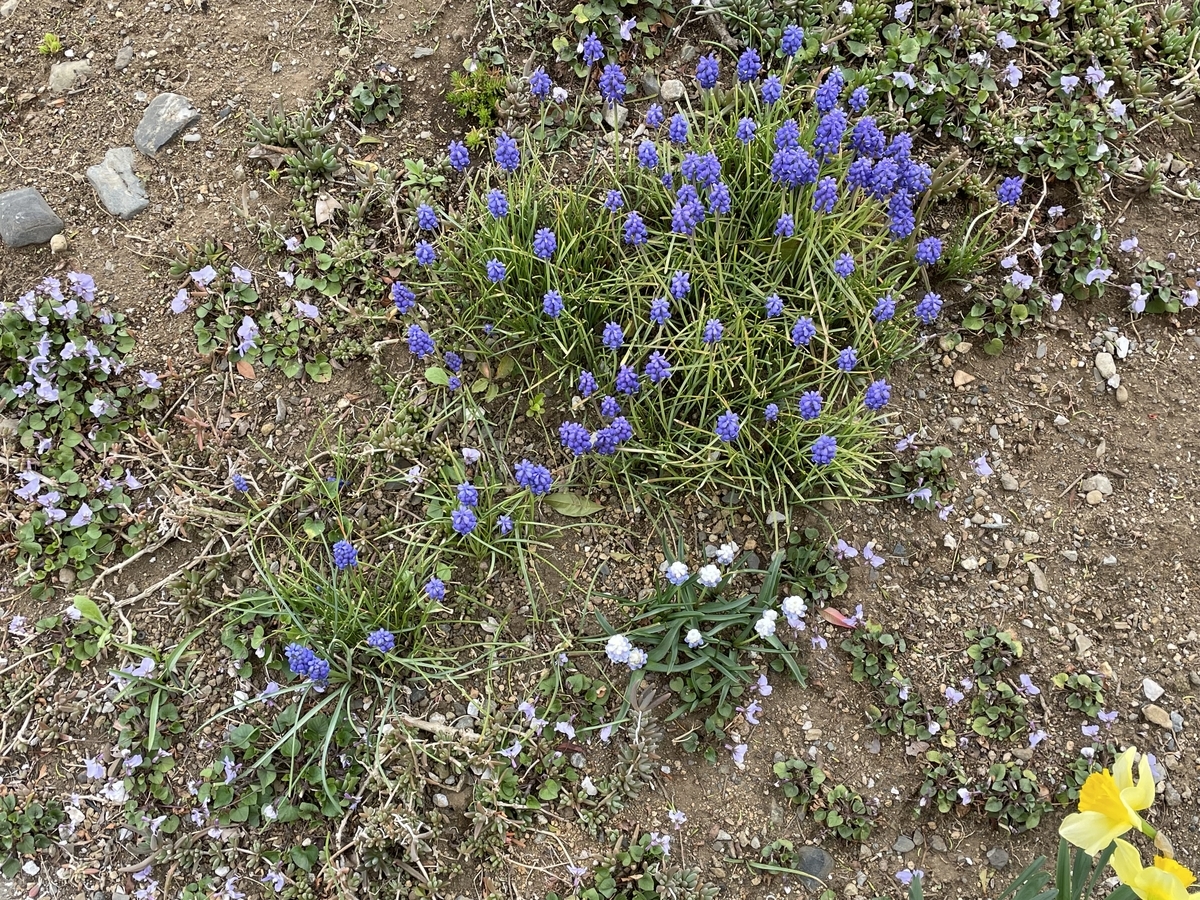 f:id:hatchtomakinoki:20220331193915j:plain