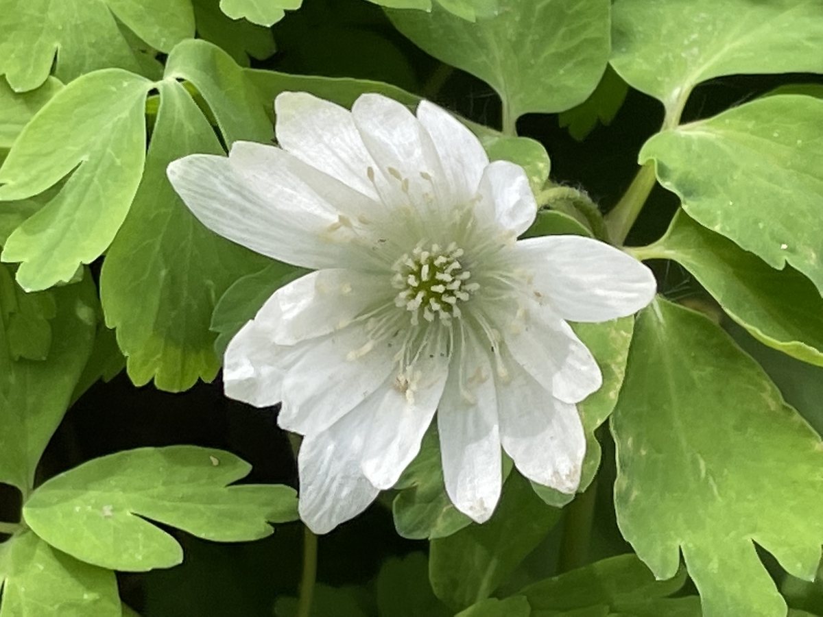 f:id:hatchtomakinoki:20220331193931j:plain