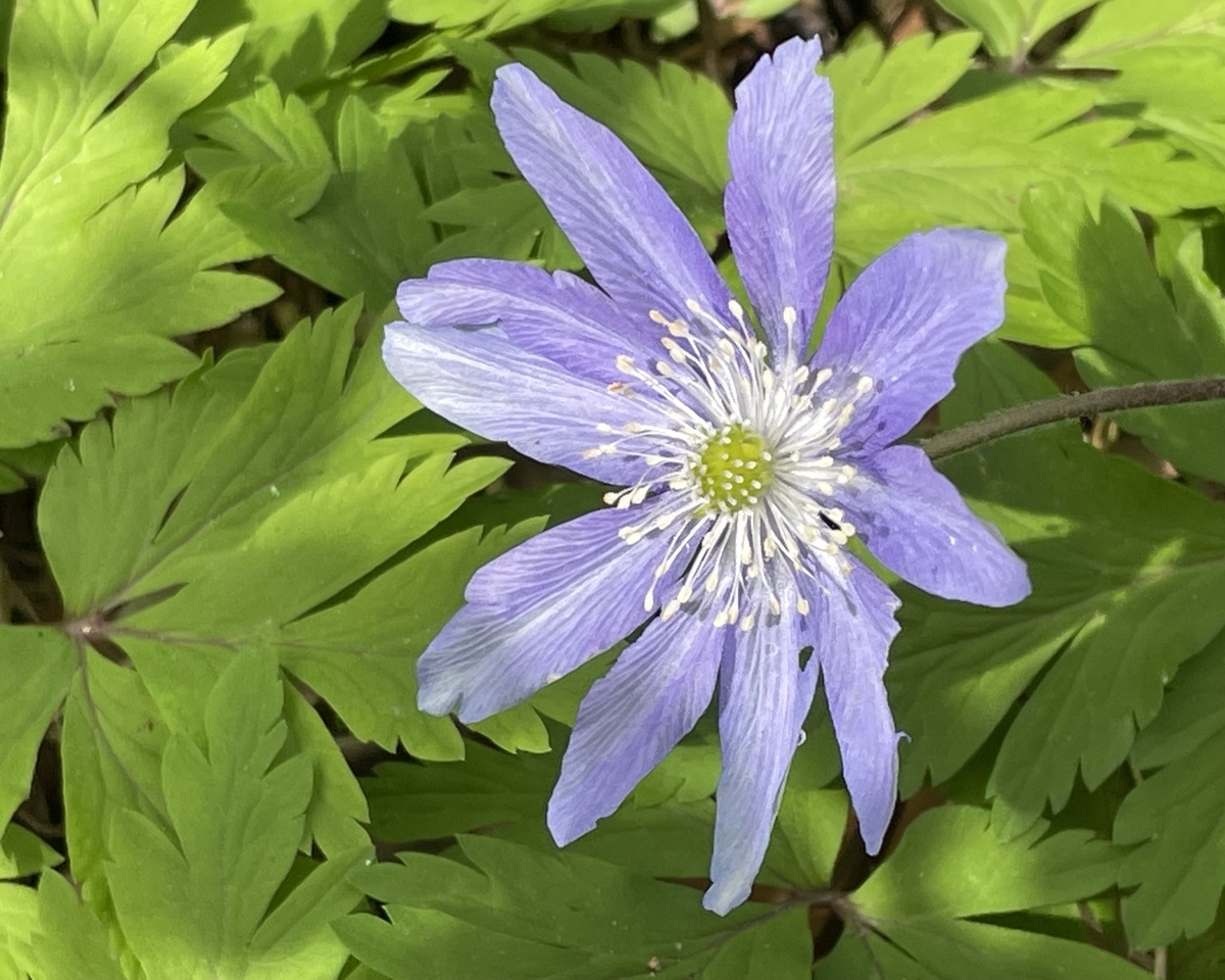 f:id:hatchtomakinoki:20220331193942j:plain