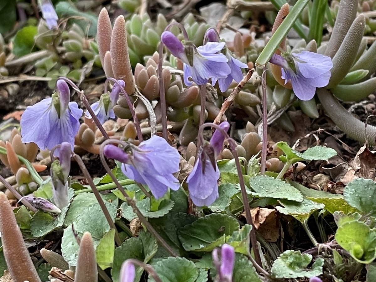 f:id:hatchtomakinoki:20220331193954j:plain