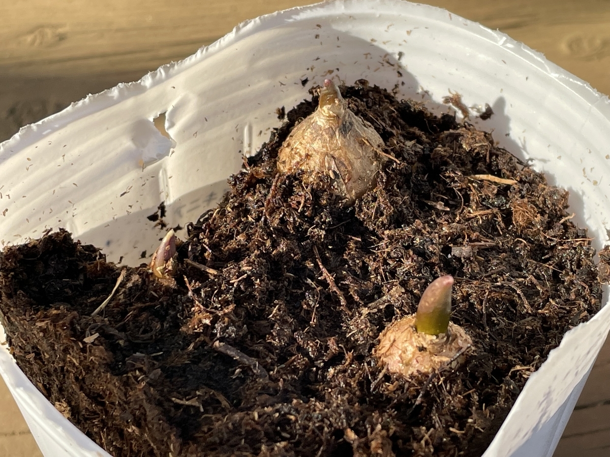 f:id:hatchtomakinoki:20220405185313j:plain