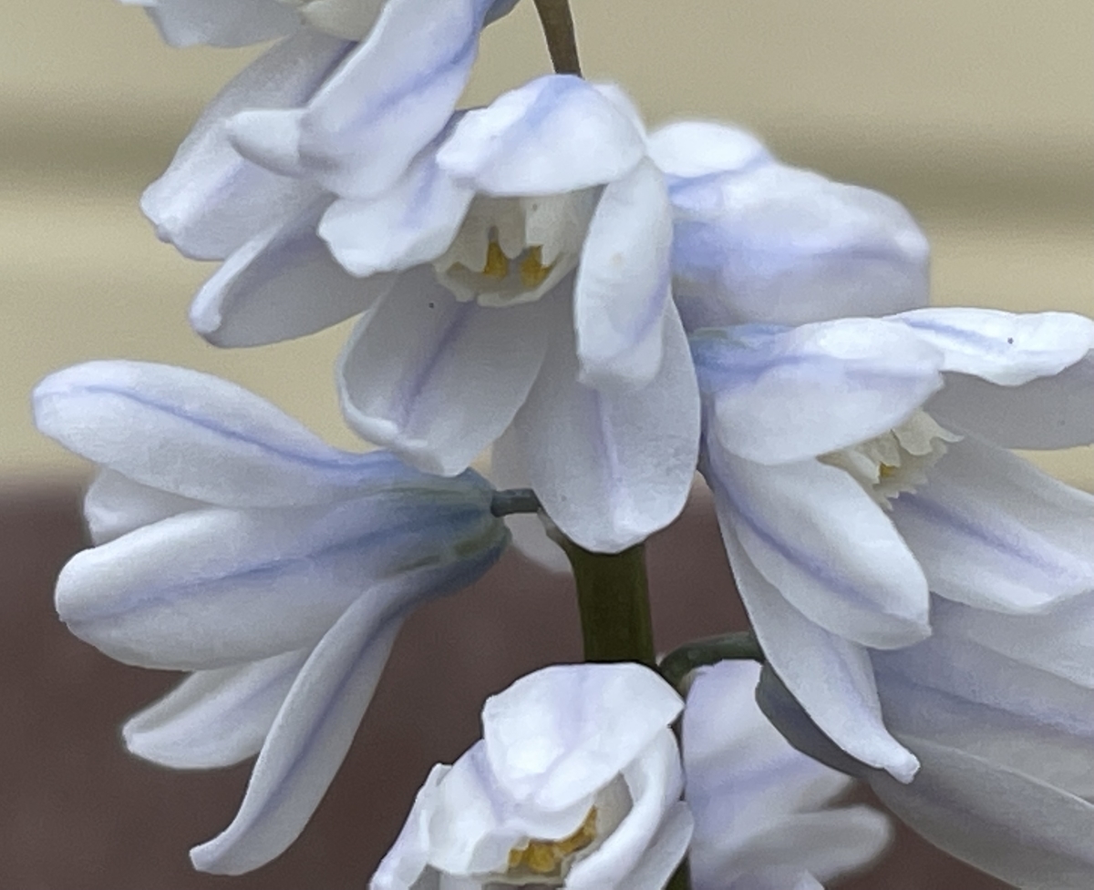 f:id:hatchtomakinoki:20220405185537j:plain