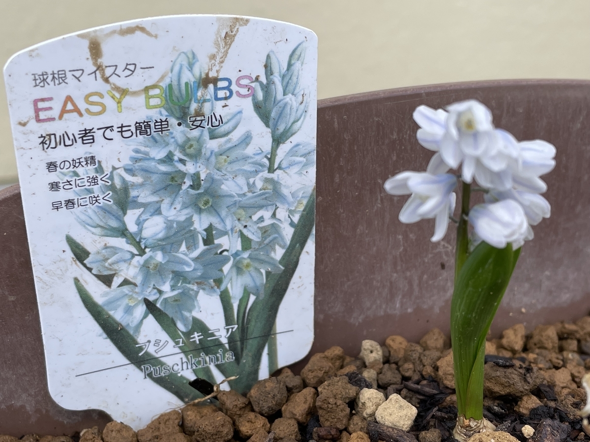 f:id:hatchtomakinoki:20220405185550j:plain