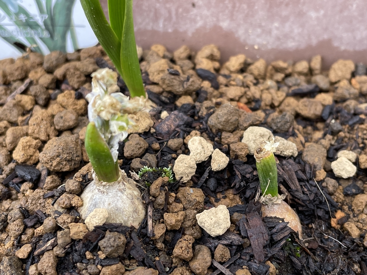 f:id:hatchtomakinoki:20220405185603j:plain