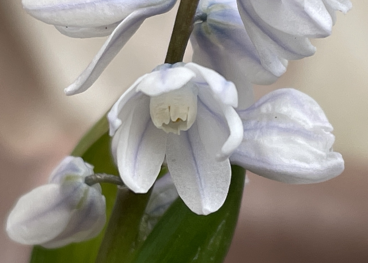 f:id:hatchtomakinoki:20220405185640j:plain