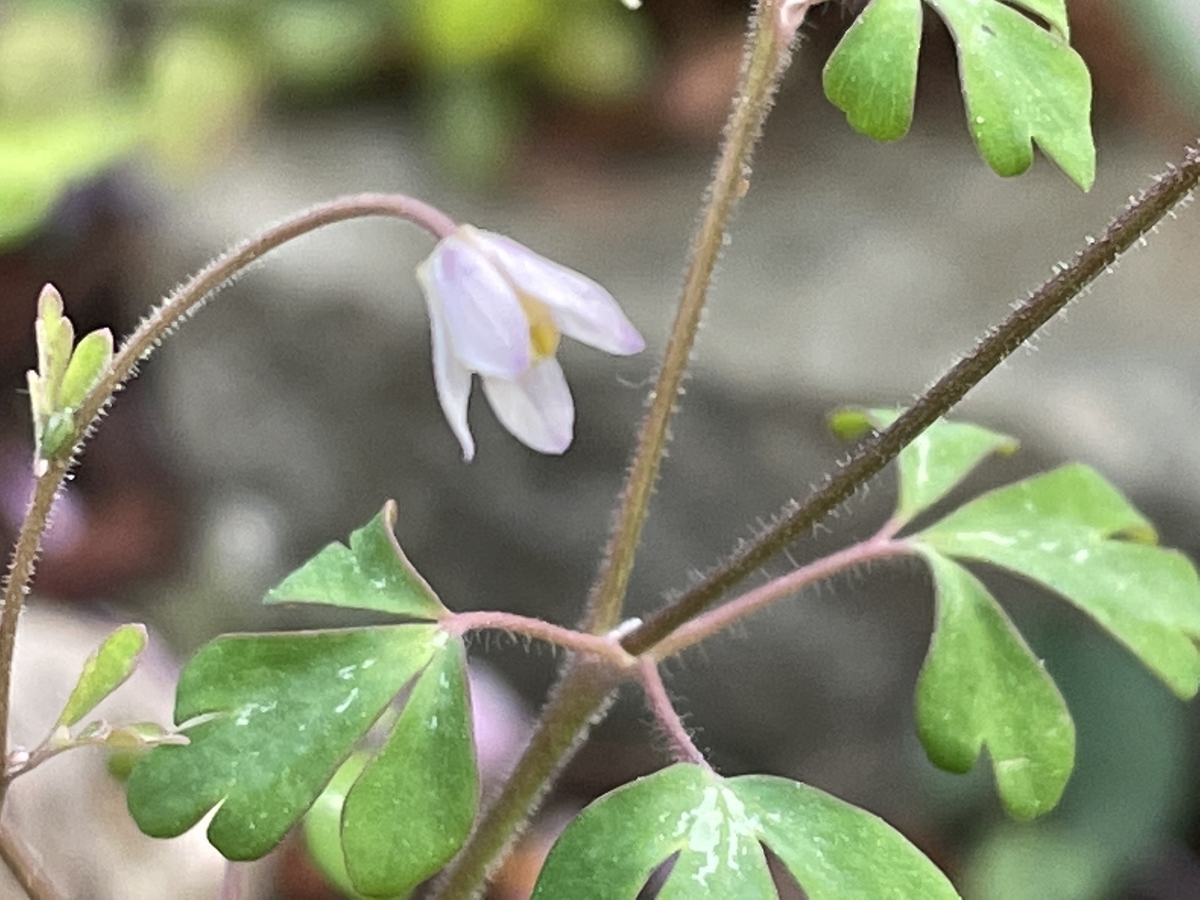 f:id:hatchtomakinoki:20220410202735j:plain