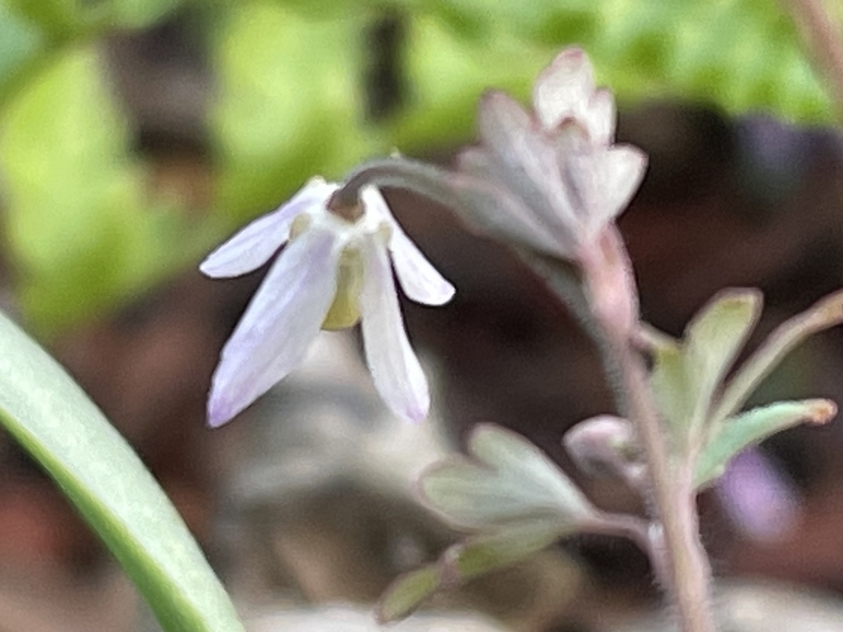 f:id:hatchtomakinoki:20220410202746j:plain