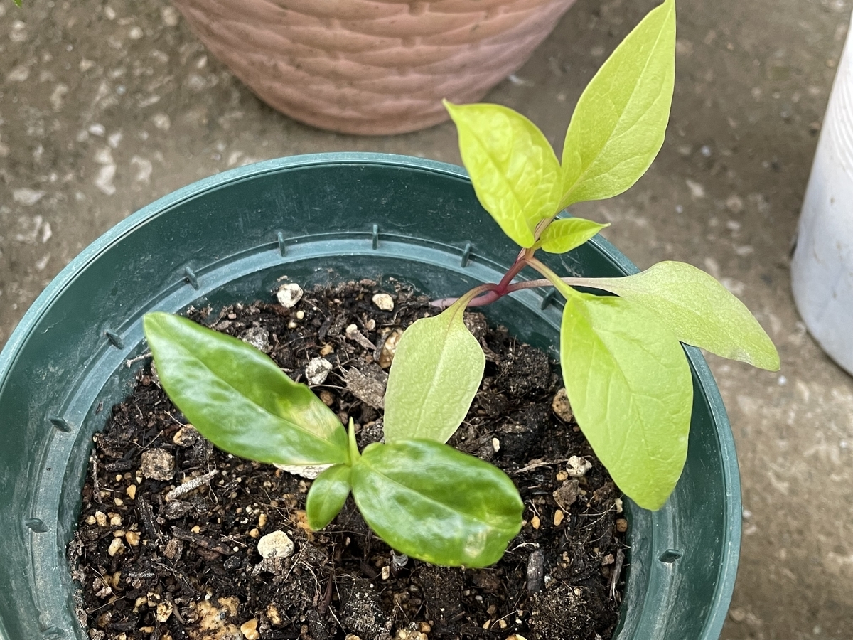 f:id:hatchtomakinoki:20220410202815j:plain