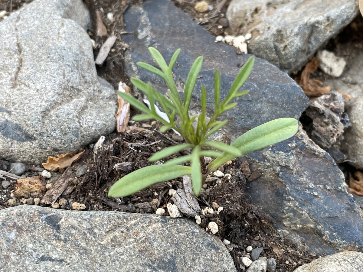 f:id:hatchtomakinoki:20220410202832j:plain