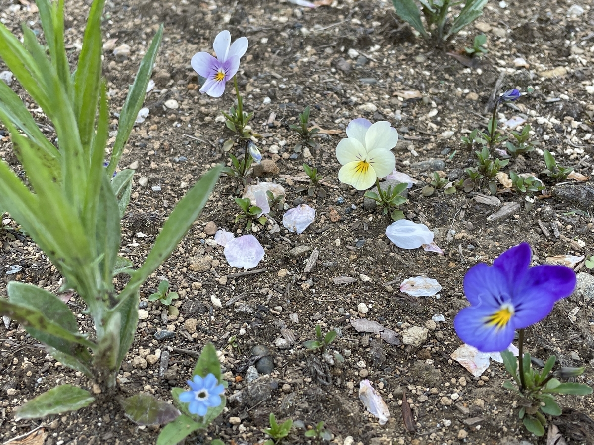 f:id:hatchtomakinoki:20220410202847j:plain