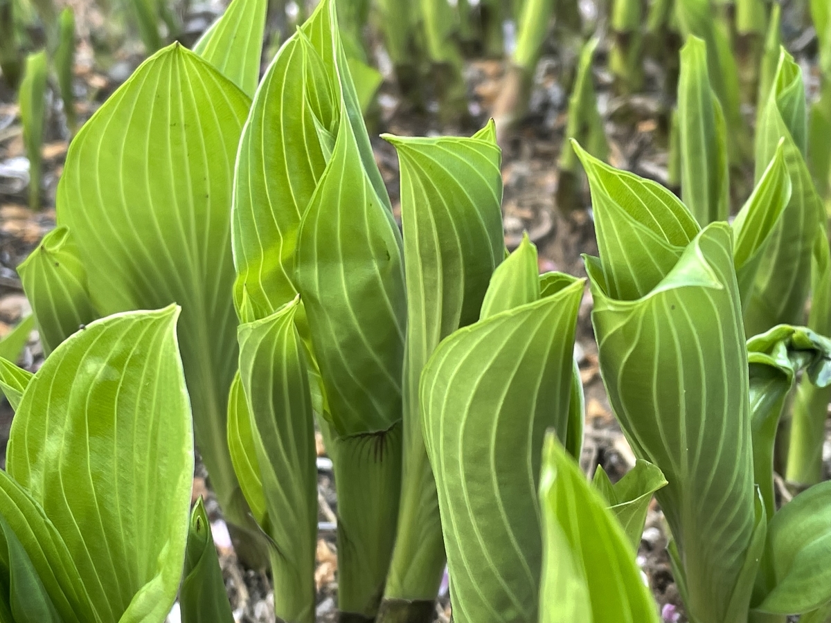 f:id:hatchtomakinoki:20220410202914j:plain