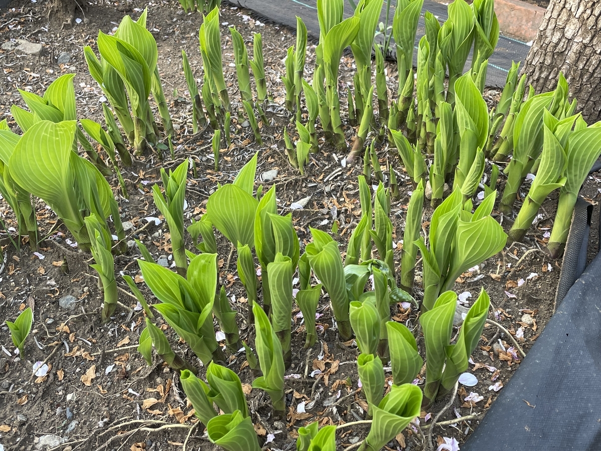 f:id:hatchtomakinoki:20220410202926j:plain