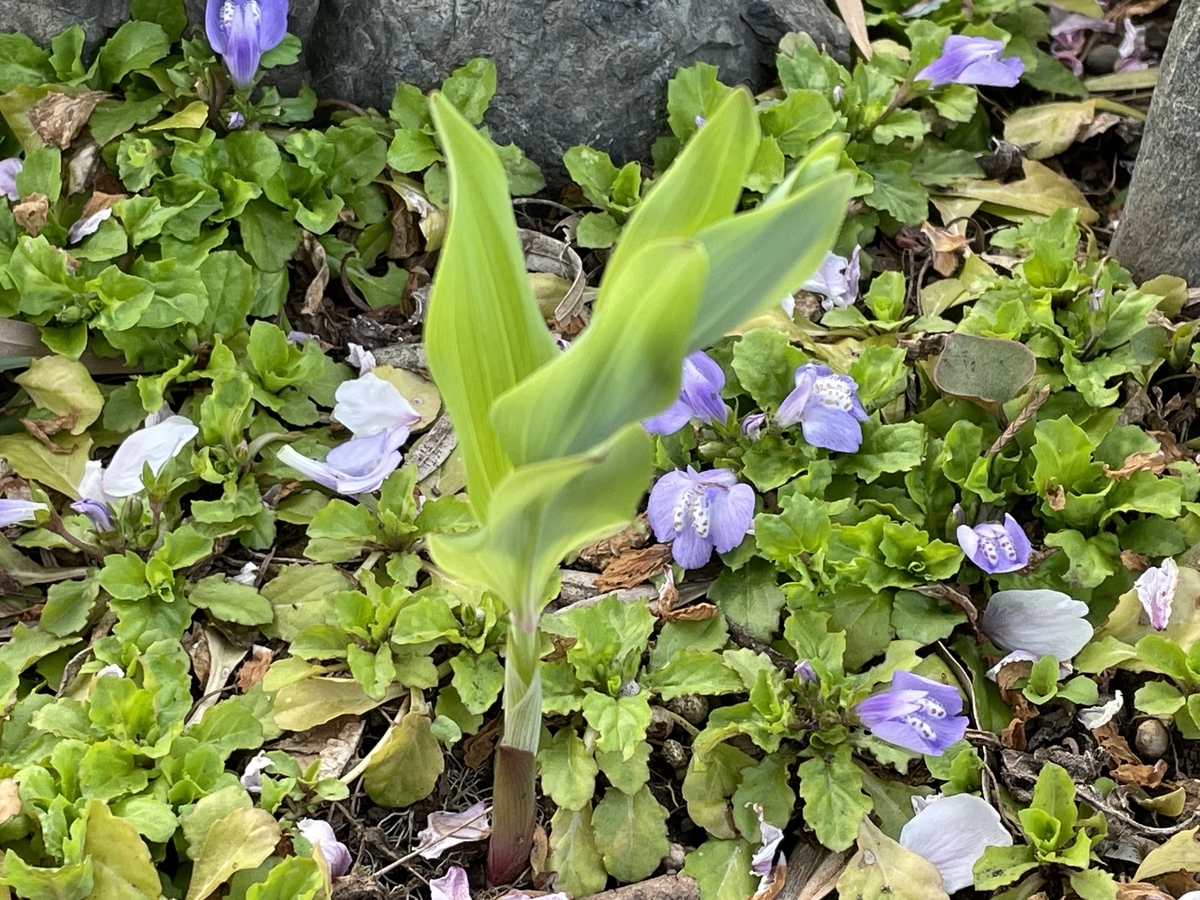 f:id:hatchtomakinoki:20220410202946j:plain