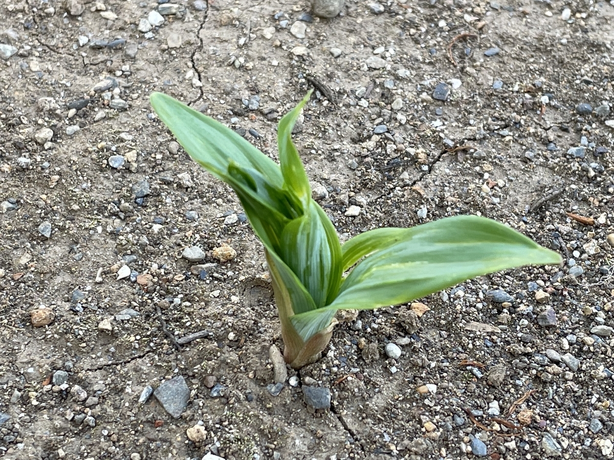 f:id:hatchtomakinoki:20220410202959j:plain