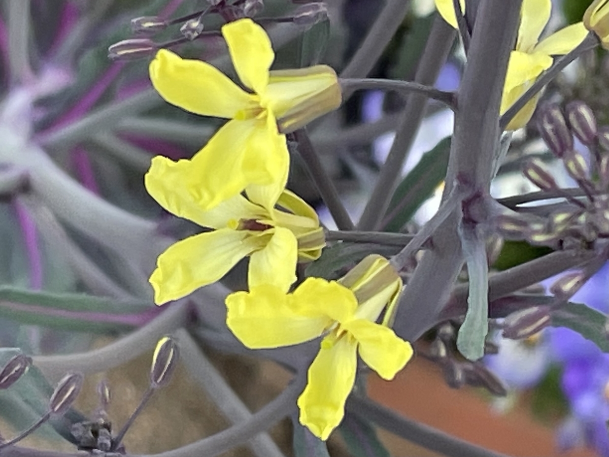 f:id:hatchtomakinoki:20220410203026j:plain