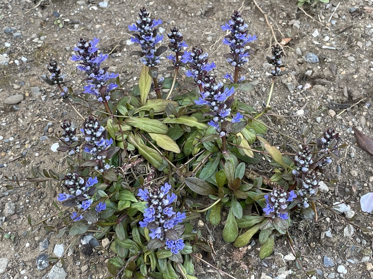 f:id:hatchtomakinoki:20220410203046j:plain