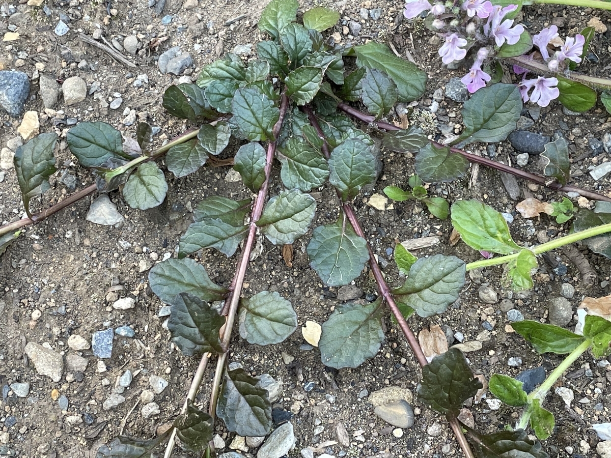 f:id:hatchtomakinoki:20220410203059j:plain