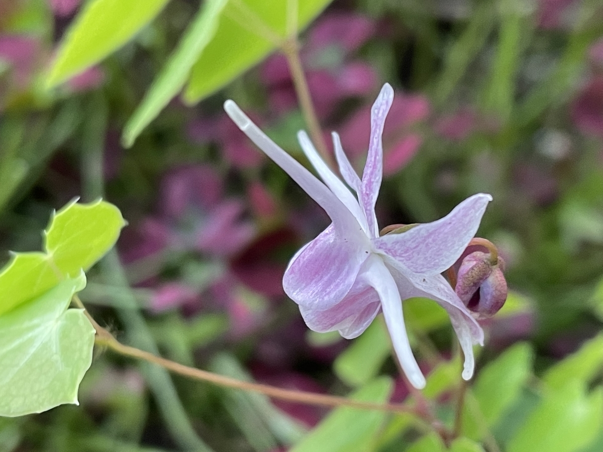 f:id:hatchtomakinoki:20220416230327j:plain