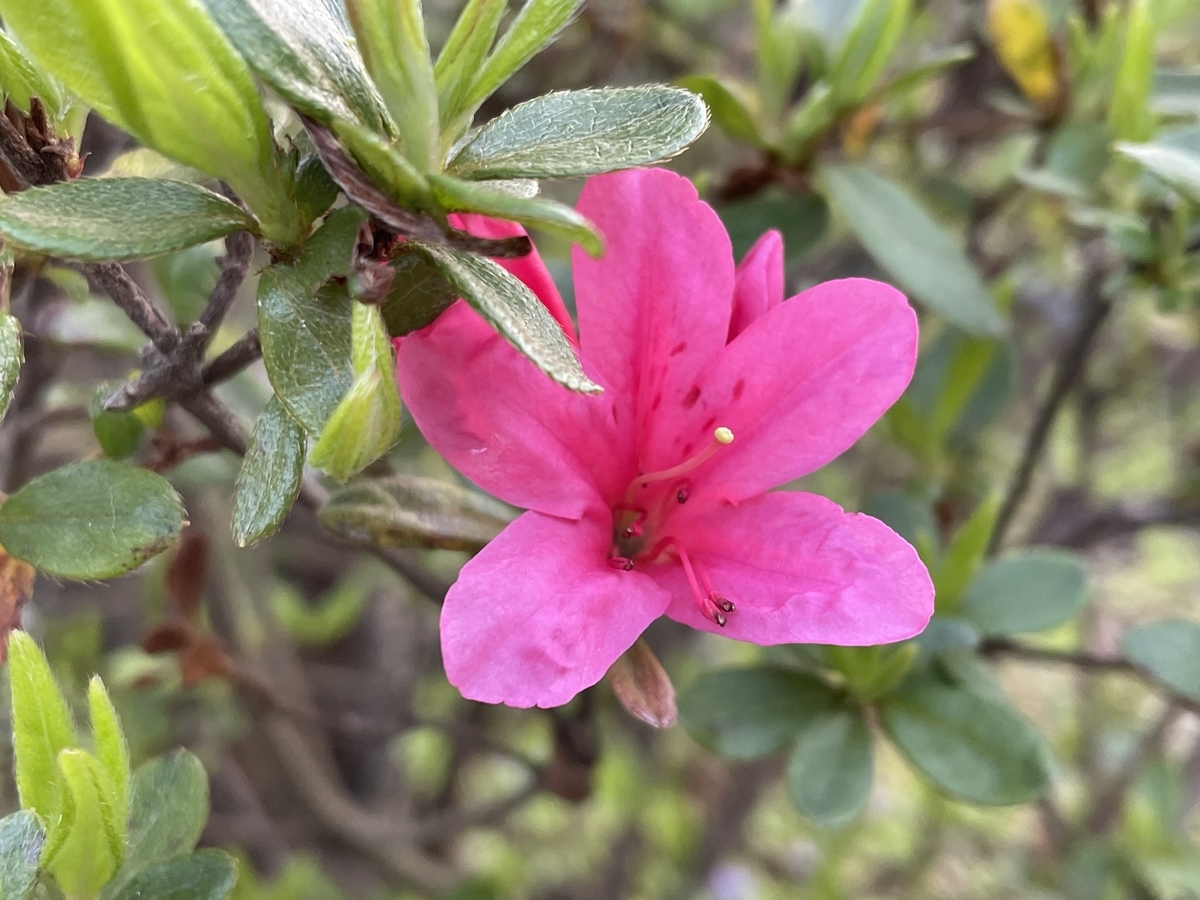 f:id:hatchtomakinoki:20220416230412j:plain