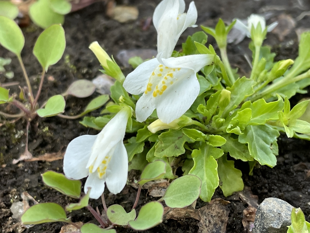 f:id:hatchtomakinoki:20220416230424j:plain