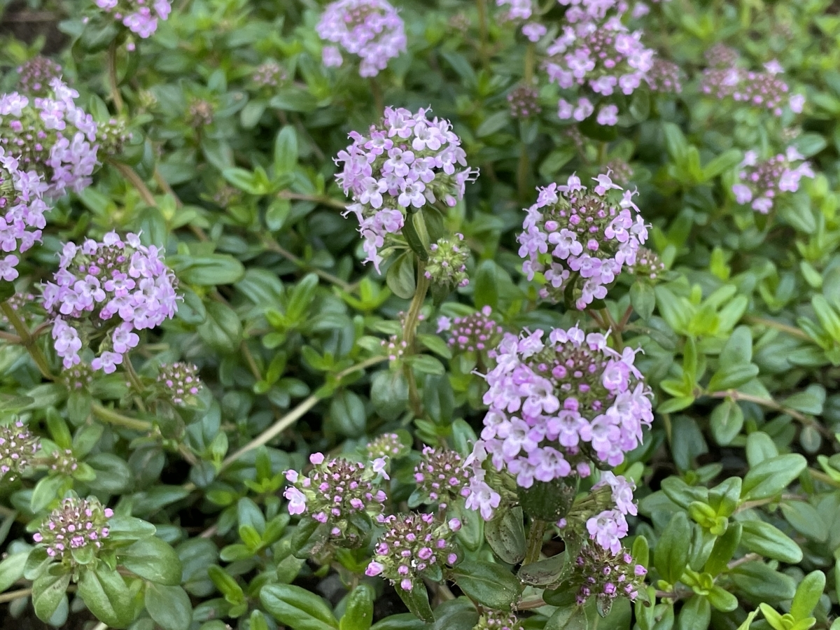 f:id:hatchtomakinoki:20220416230437j:plain