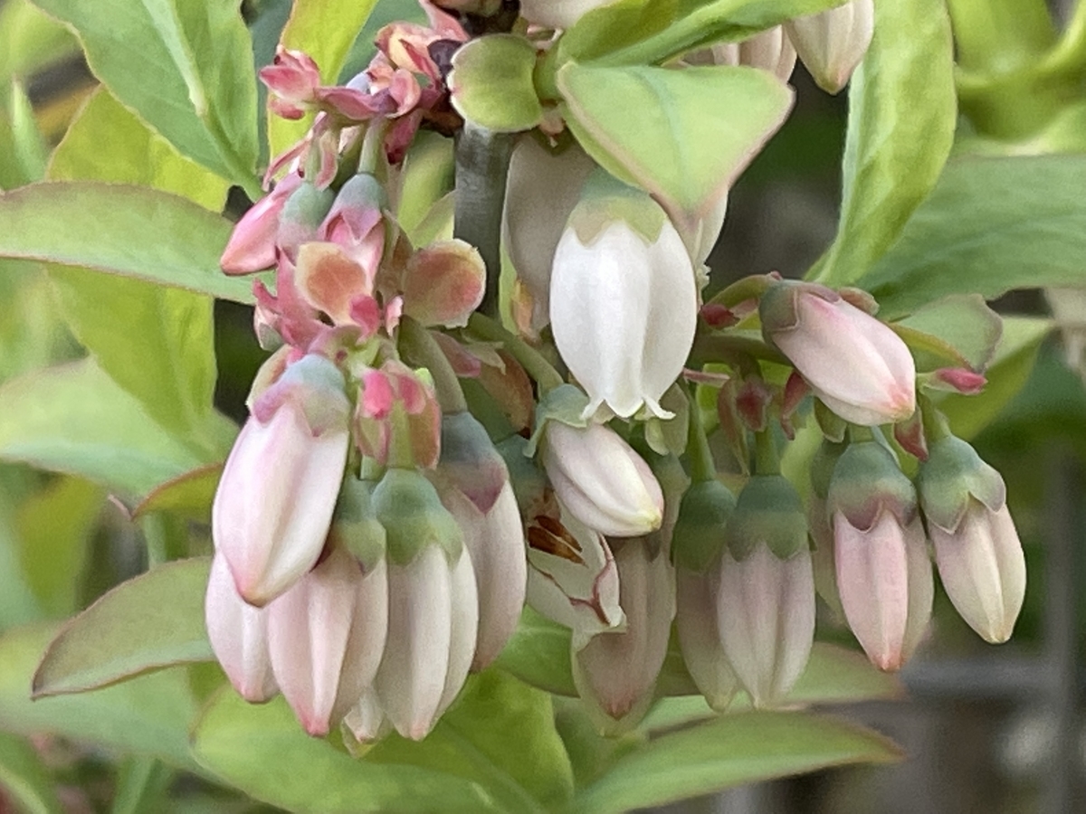 f:id:hatchtomakinoki:20220416230454j:plain