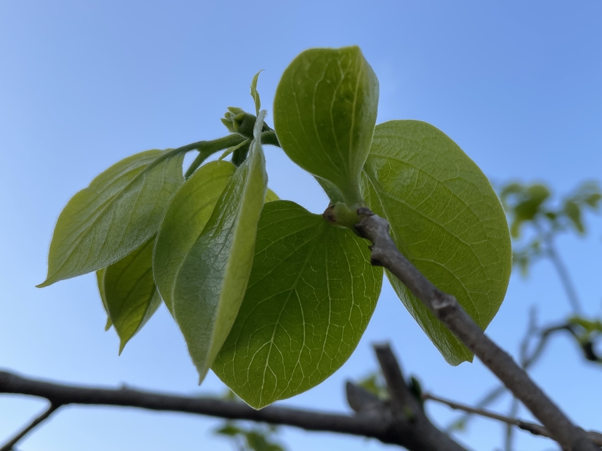 f:id:hatchtomakinoki:20220416230509j:plain