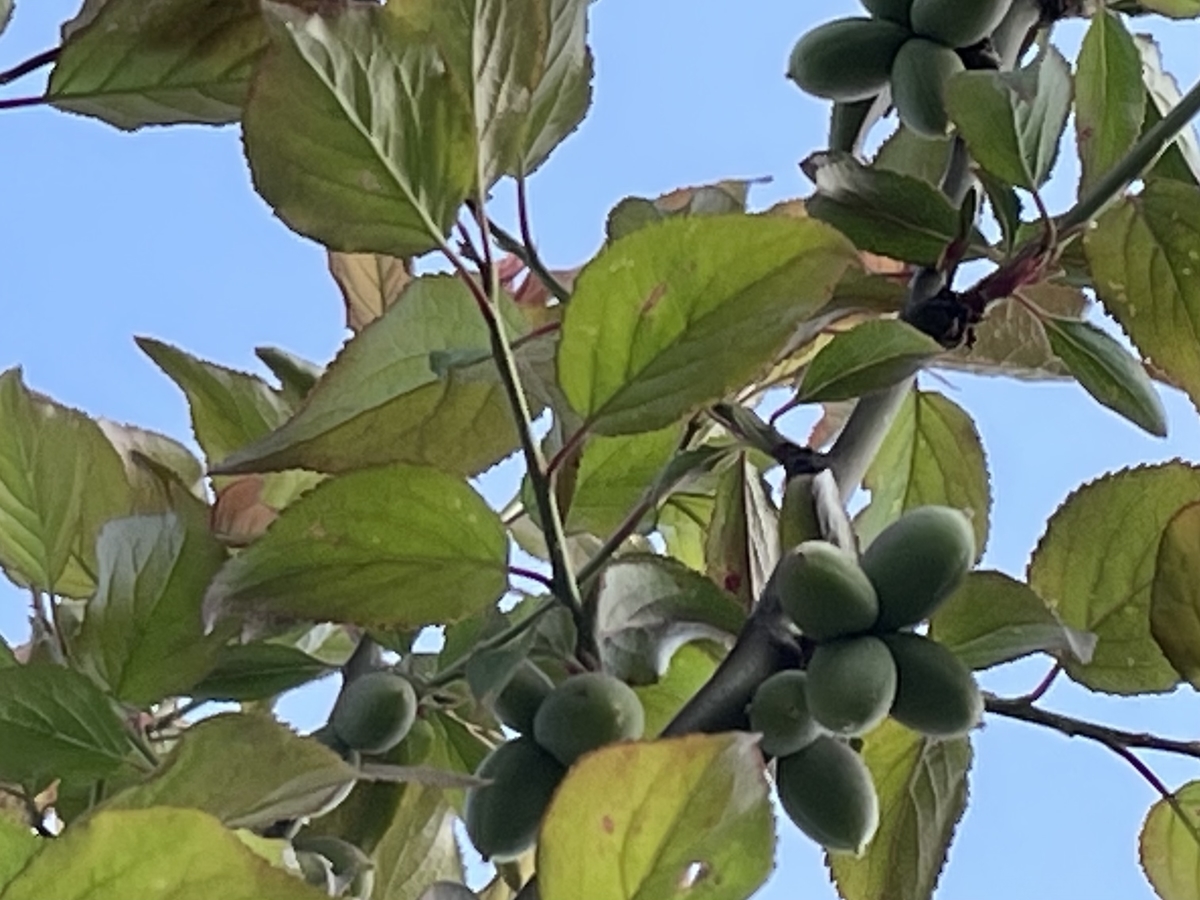 f:id:hatchtomakinoki:20220416230521j:plain