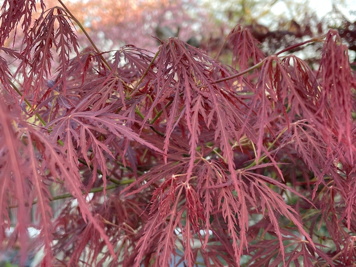 f:id:hatchtomakinoki:20220416230532j:plain